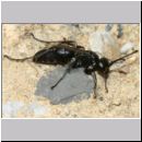 Anoplius nigerrimus - Wegwespe w01a 10mm OS-Hasbergen-Lehmhuegel-det.jpg